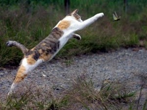 CatChasingBug
