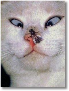 funny-cats-2-225x300